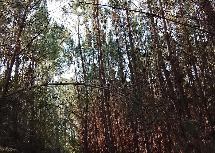 Hébergement de vacances 444 Monção